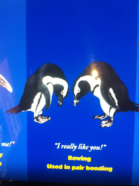 penguins